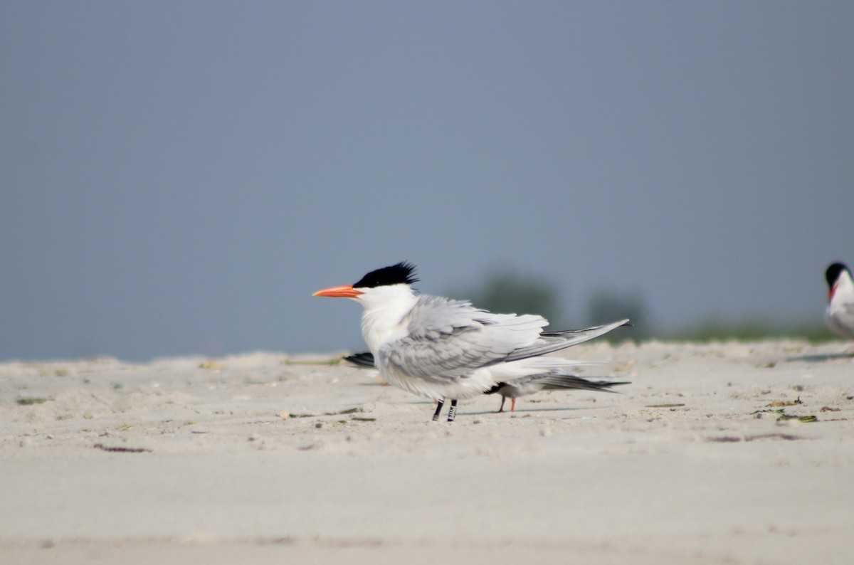 Royal Tern - ML589400031