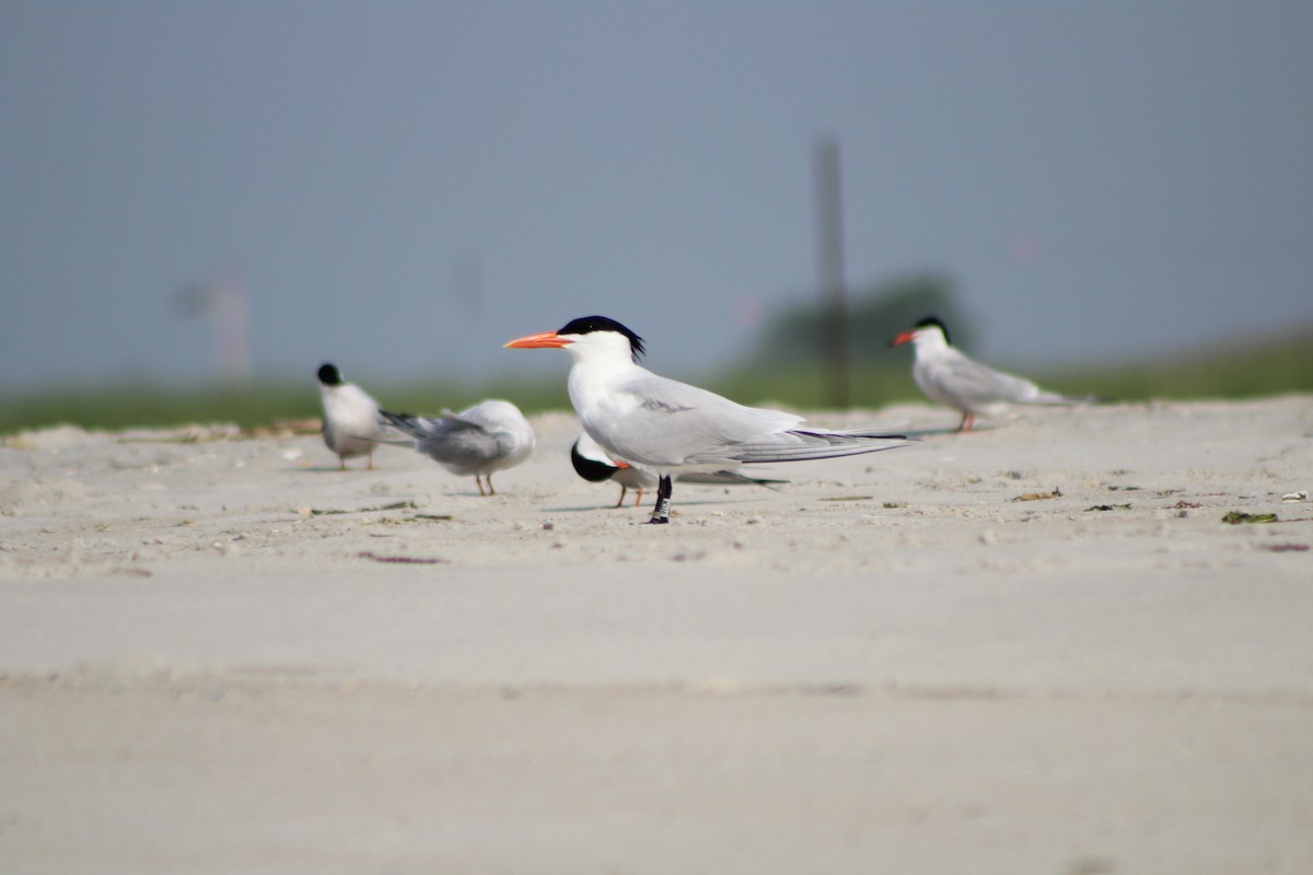 Royal Tern - ML589400041