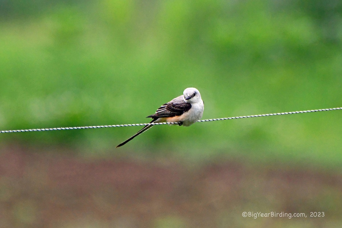 Scissor-tailed Flycatcher - ML589400801