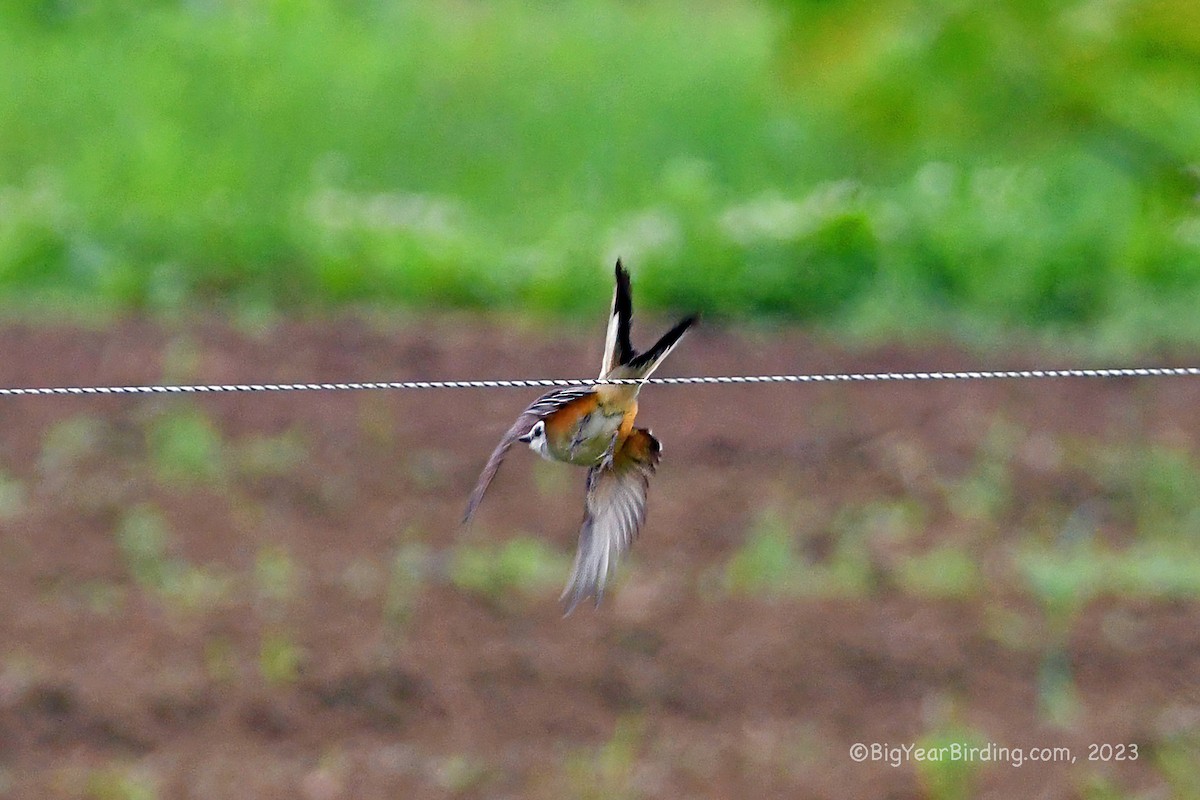 Scissor-tailed Flycatcher - ML589400901