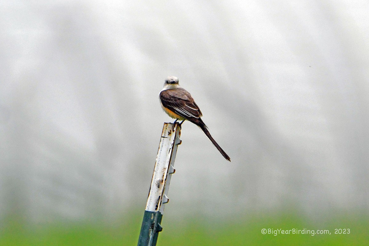 Scissor-tailed Flycatcher - ML589400941