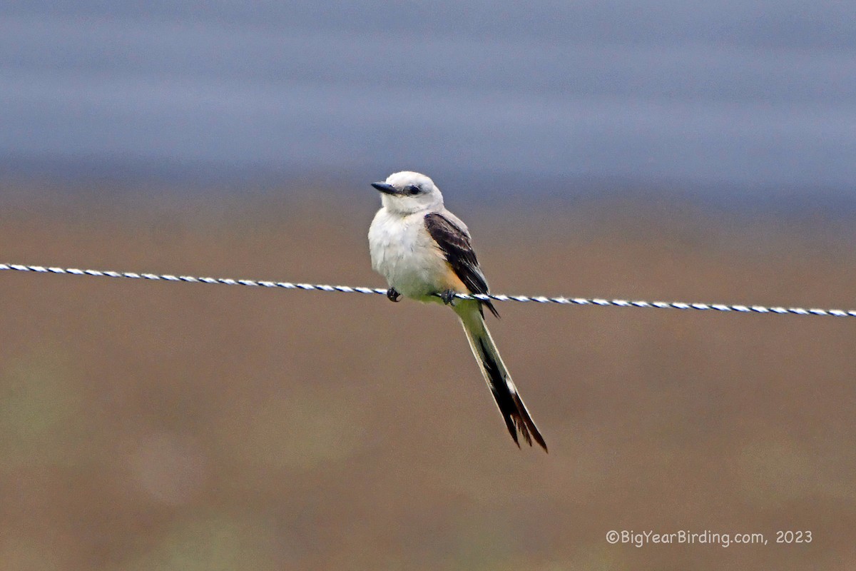 Scissor-tailed Flycatcher - ML589401051