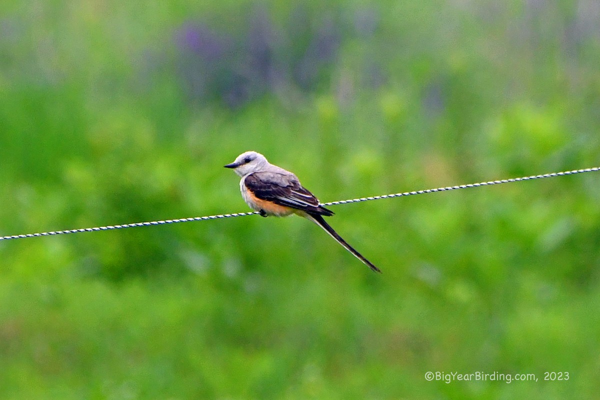 Scissor-tailed Flycatcher - ML589401131