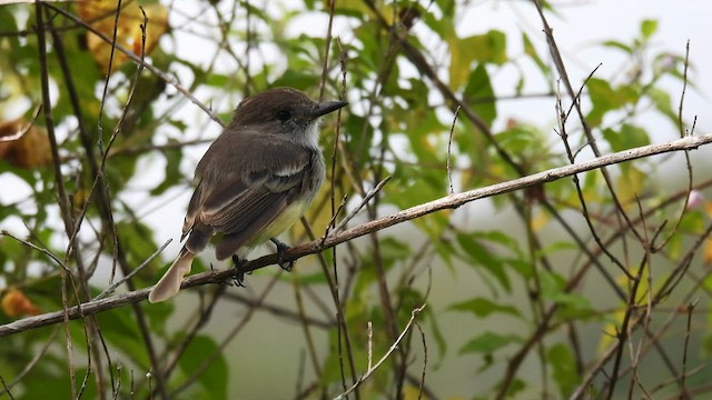 Galapagos Flycatcher - ML589401341