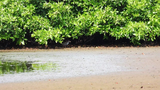 Paint-billed Crake - ML589401411