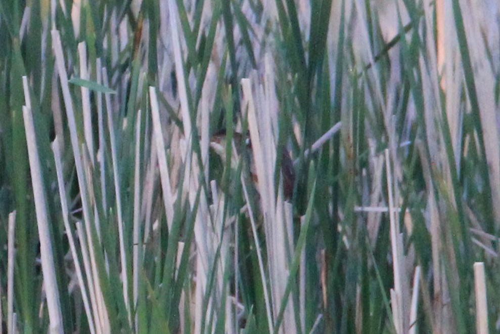 Least Bittern - Quinten Wiegersma