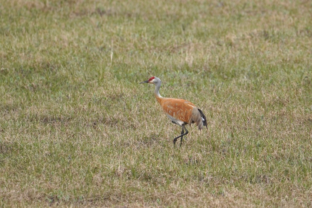 Sandhill Crane - James Saracco