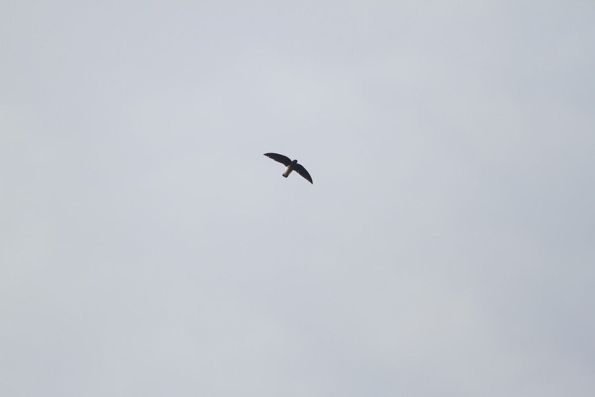 White-rumped Spinetail - ML589403091