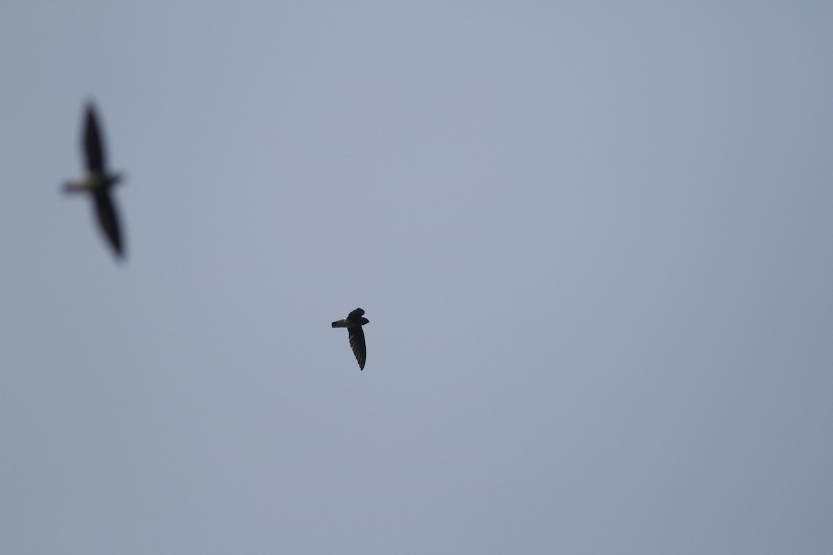 White-rumped Spinetail - ML589403111