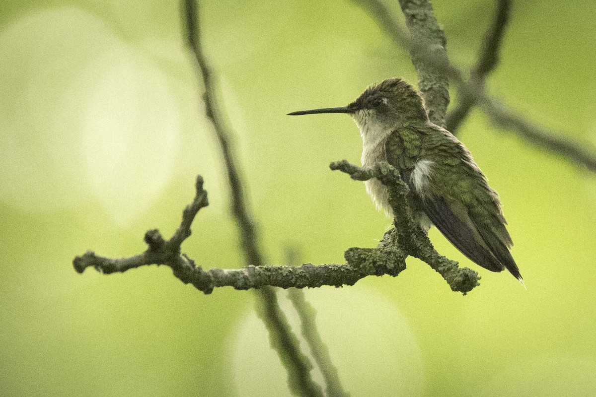 Colibrí Gorjirrubí - ML589403401
