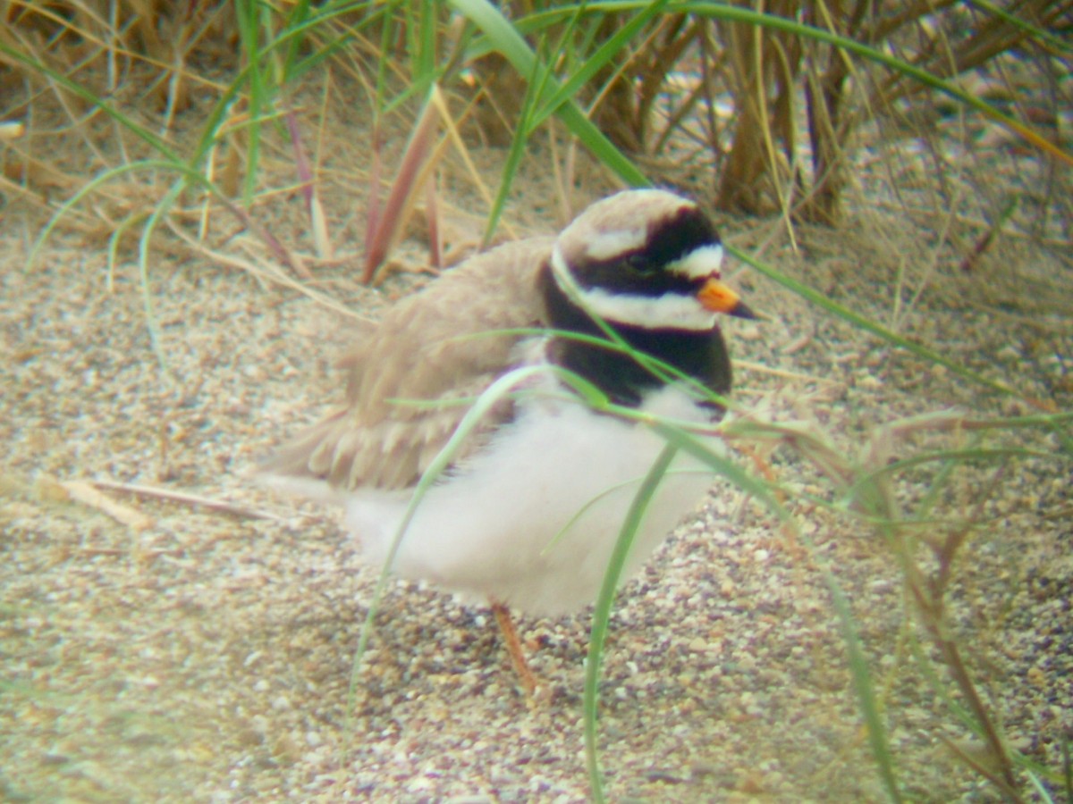 Common Ringed Plover - ML589404331