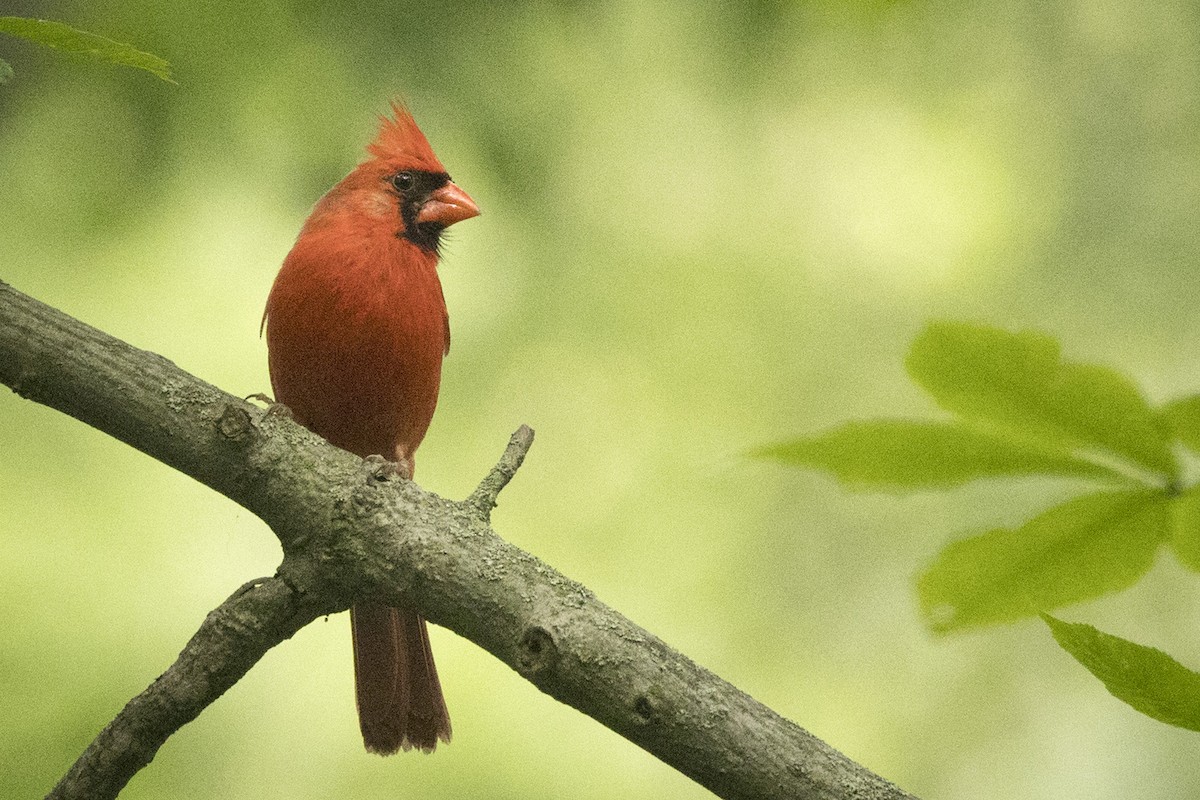 Cardenal Norteño - ML589404361