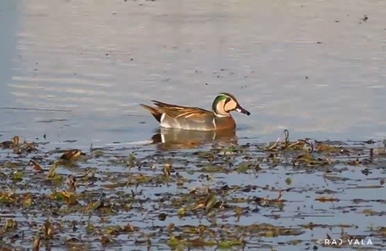 Baikal Teal - ML589404401