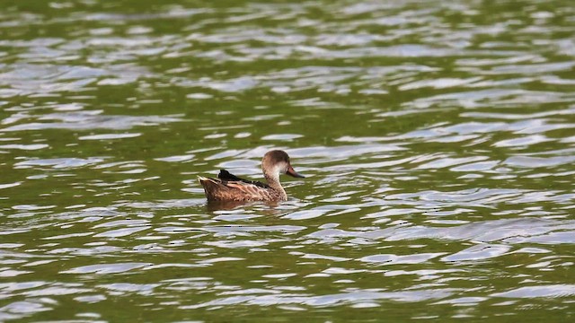 White-cheeked Pintail (Galapagos) - ML589404491