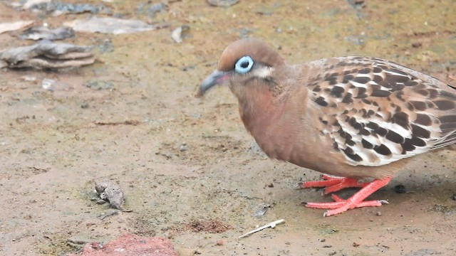 Tourterelle des Galapagos - ML589404681