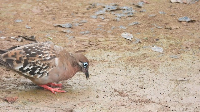 Tourterelle des Galapagos - ML589404691