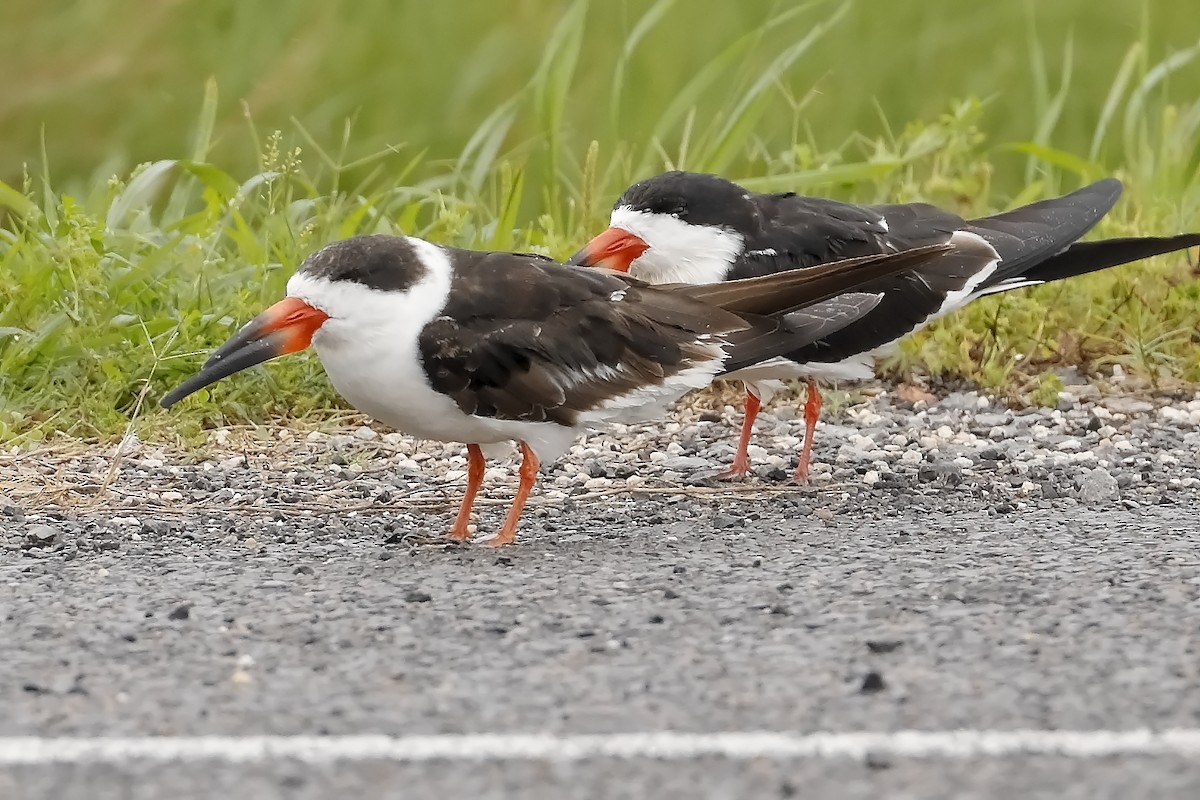 Black Skimmer - Mark Conner