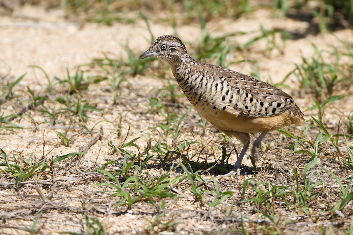 Barred Buttonquail - ML589404821