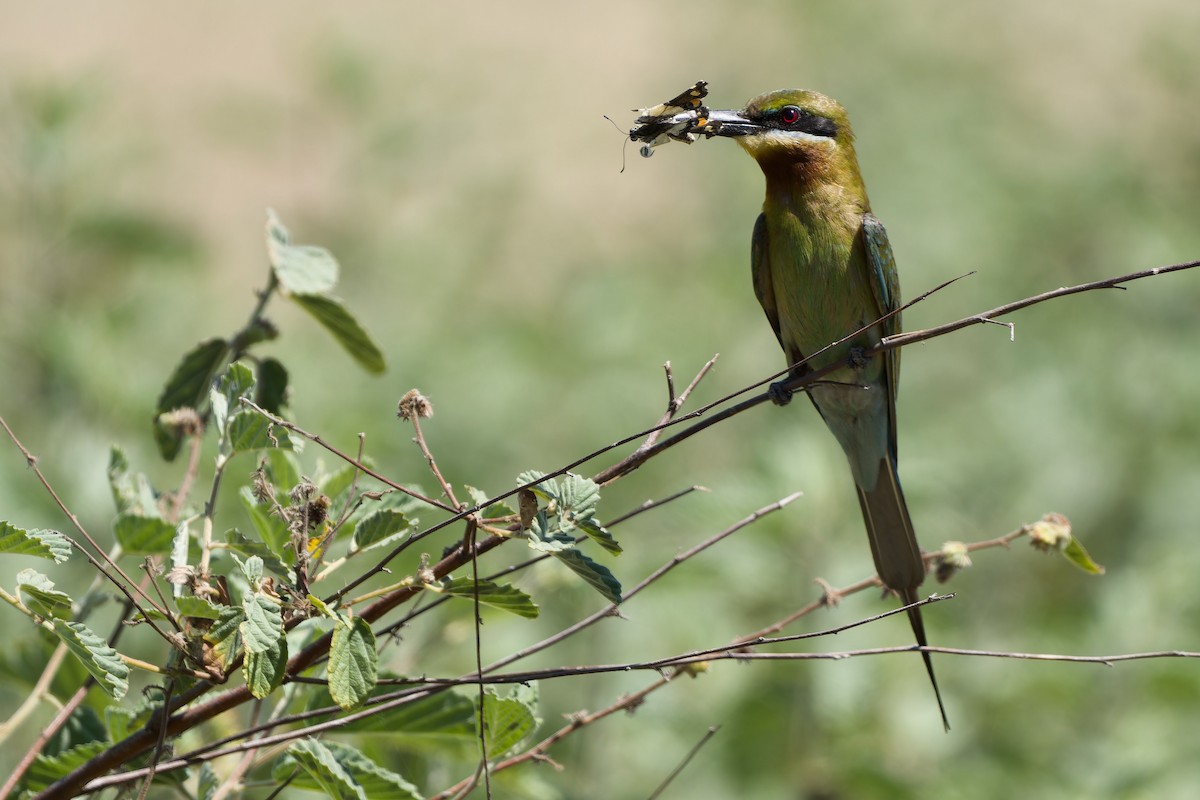 Blue-tailed Bee-eater - ML589404831