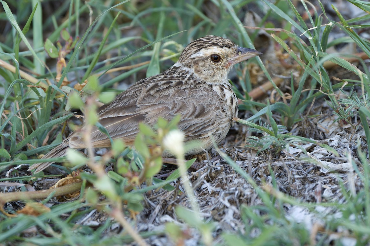 Indochinese Bushlark - ML589404841