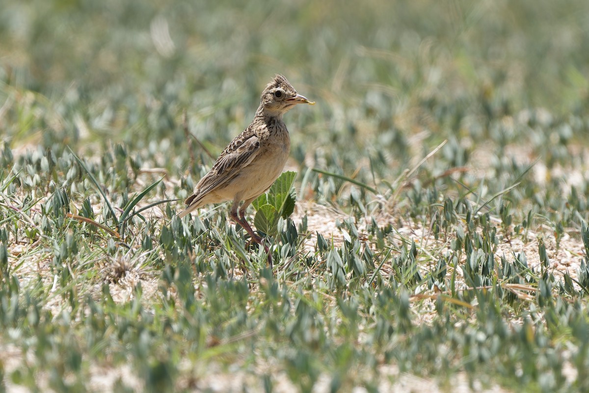 Oriental Skylark - ML589404861