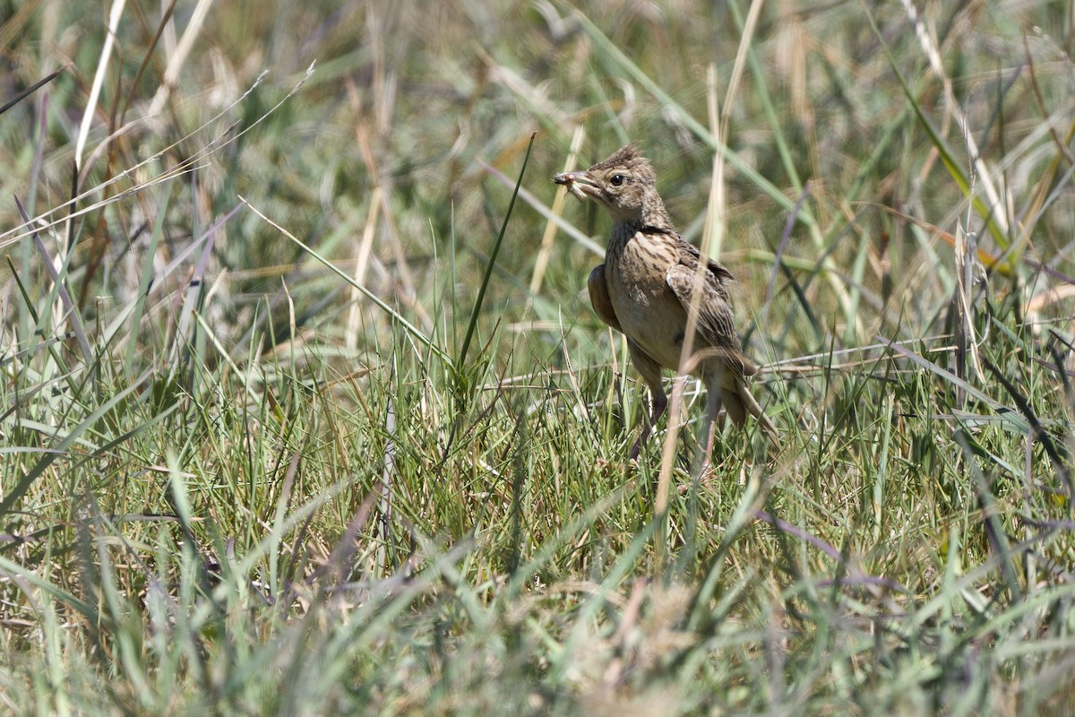 Oriental Skylark - ML589404881