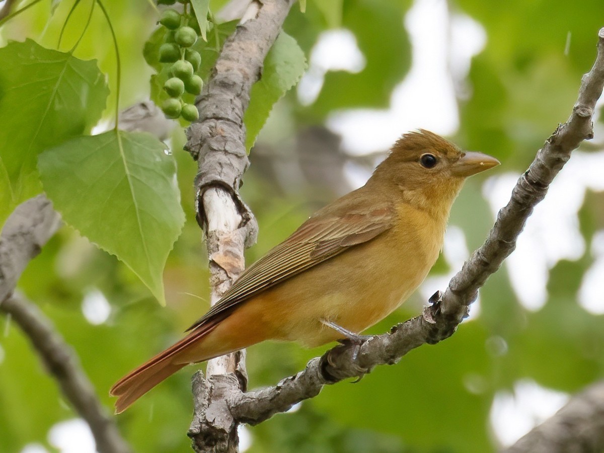 Summer Tanager - ML589405091