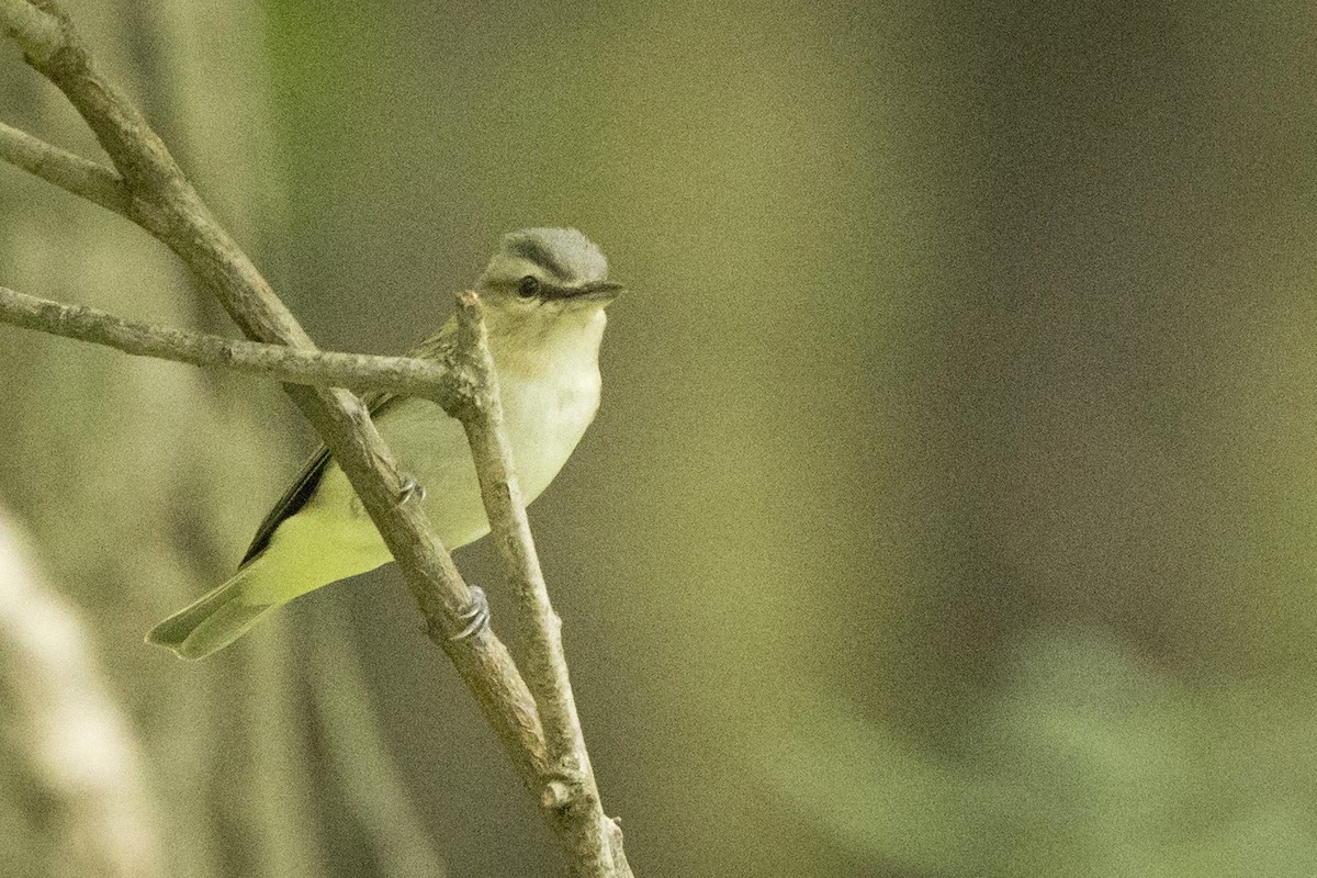 Vireo Ojirrojo - ML589405241