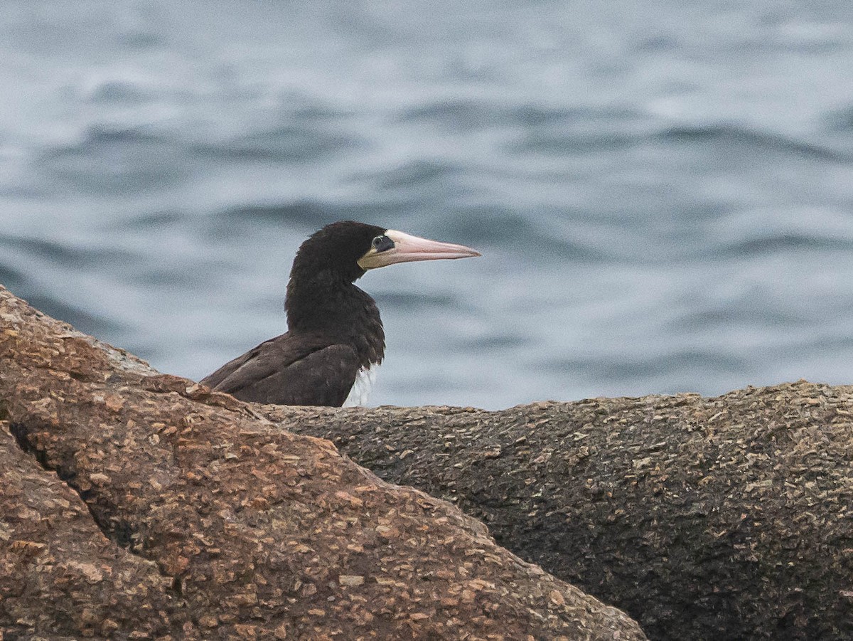 Brown Booby - ML589405411