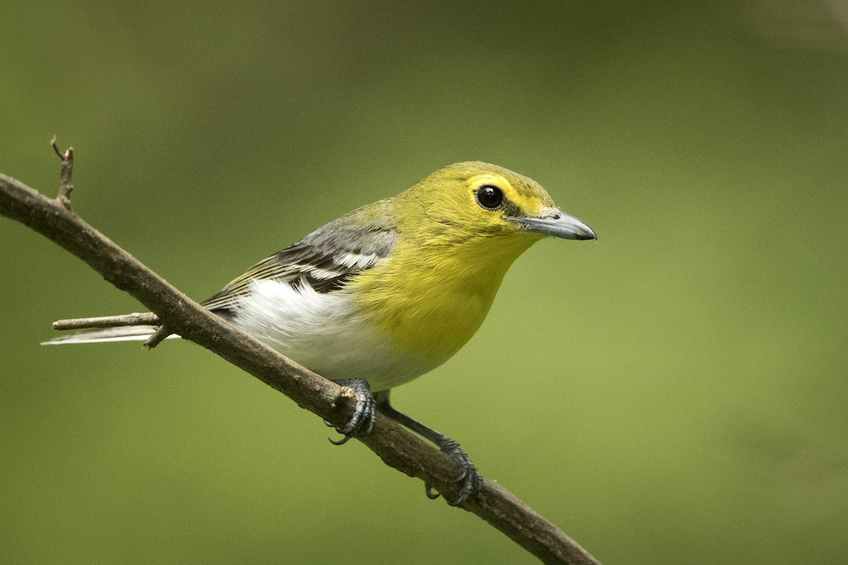 Vireo Gorjiamarillo - ML589405501