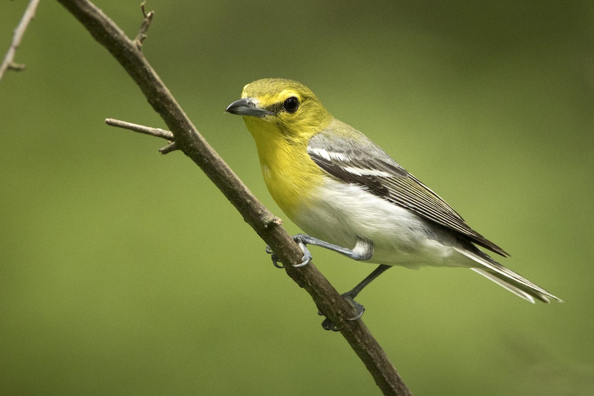 Vireo Gorjiamarillo - ML589405801