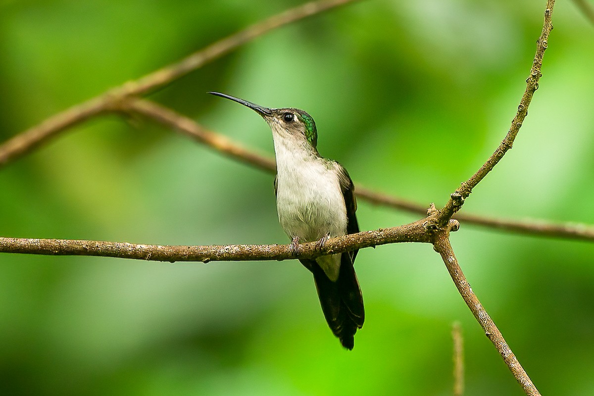 Wedge-tailed Sabrewing - ML589405881