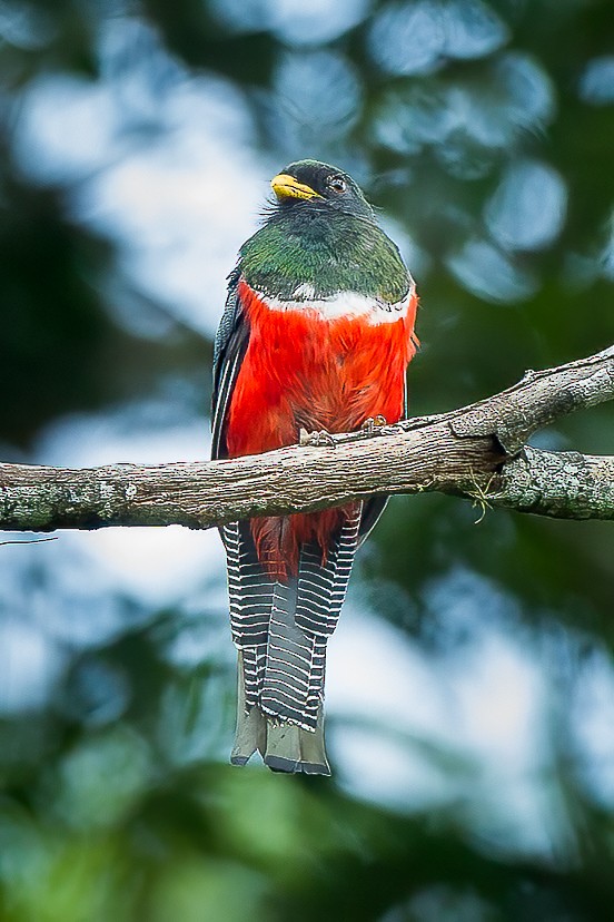 Collared Trogon - Francesco Veronesi