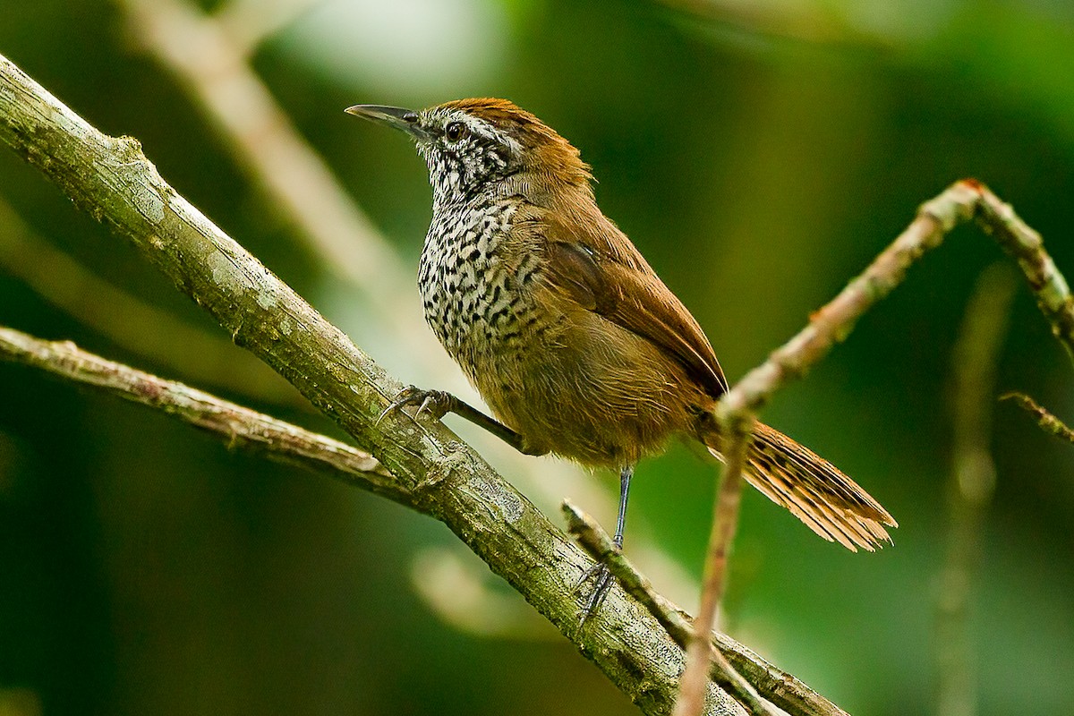 Spot-breasted Wren - ML589406031