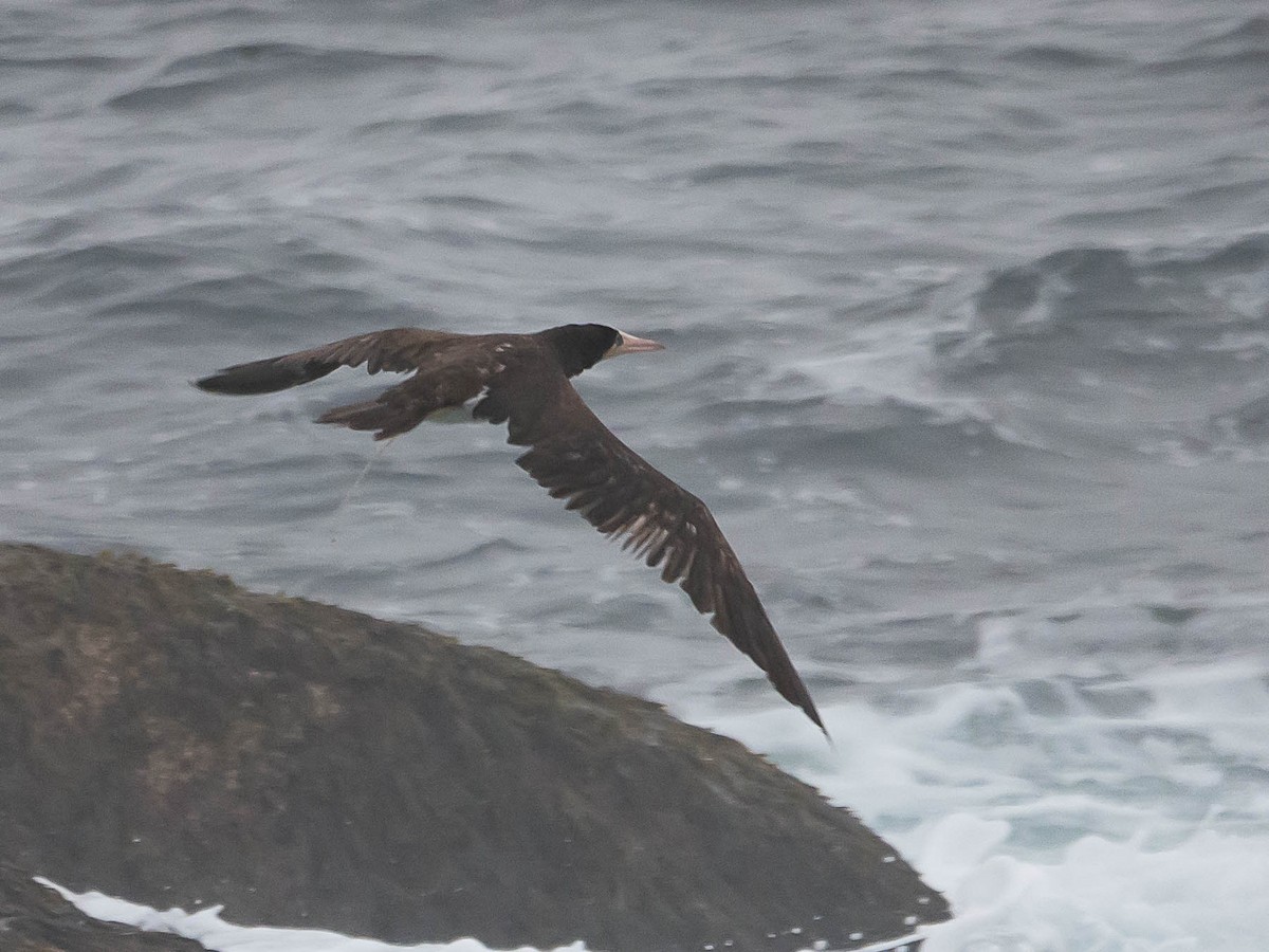 Brown Booby - ML589406191