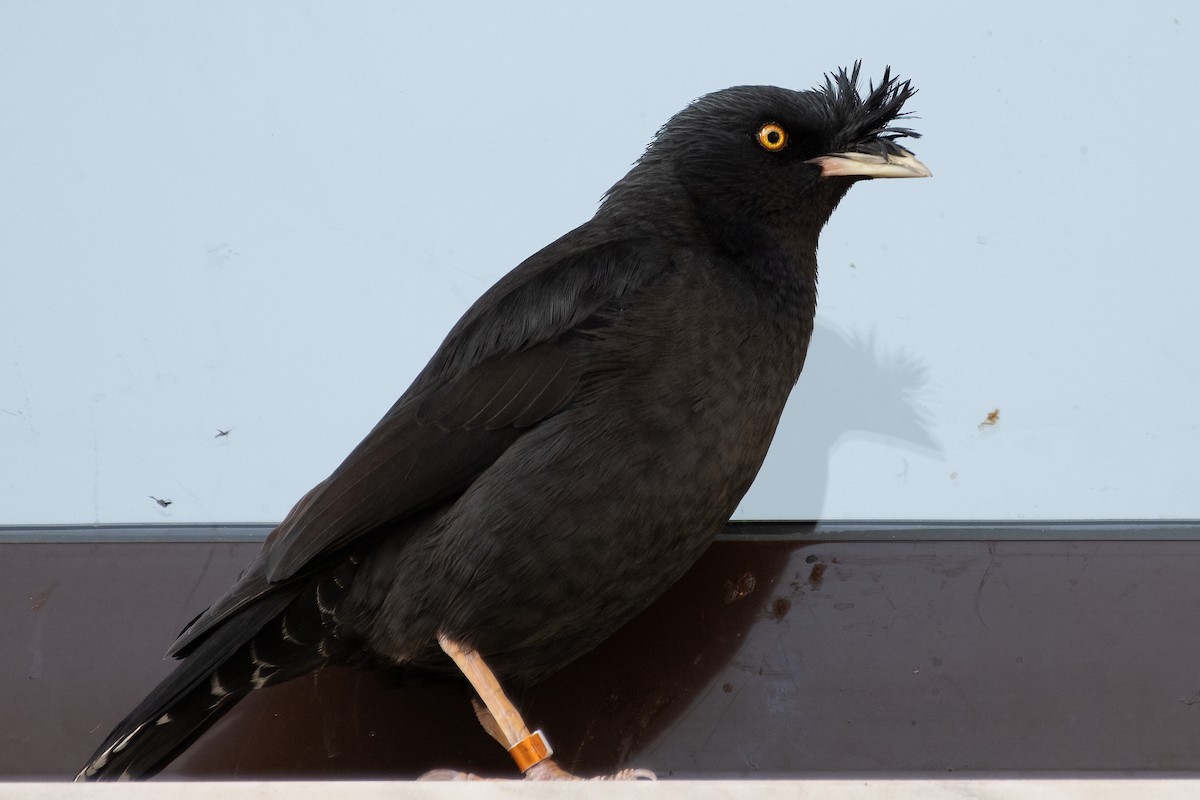 Crested Myna - ML589406341