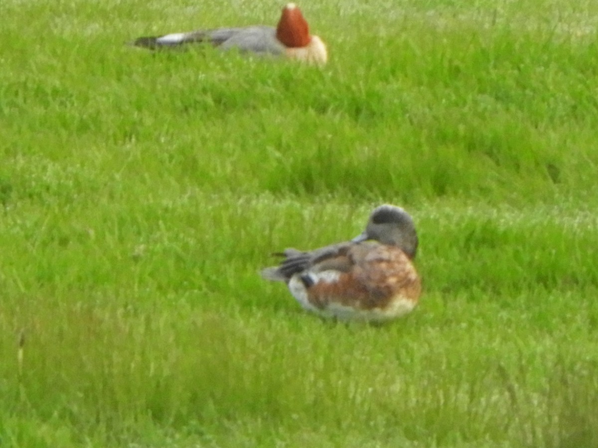 American Wigeon - ML589407071