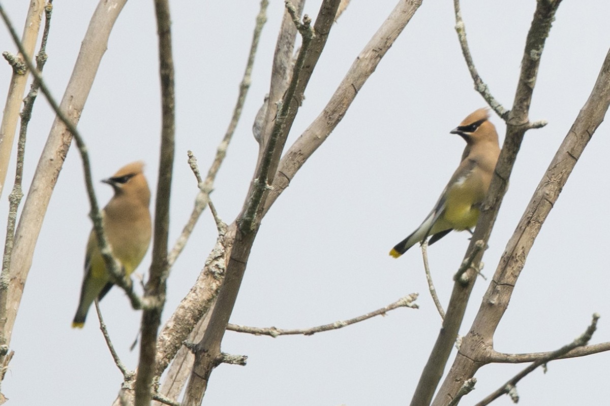 Cedar Waxwing - ML589407111