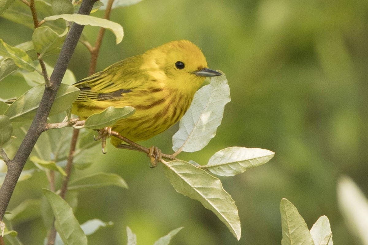 Yellow Warbler (Northern) - ML589407761