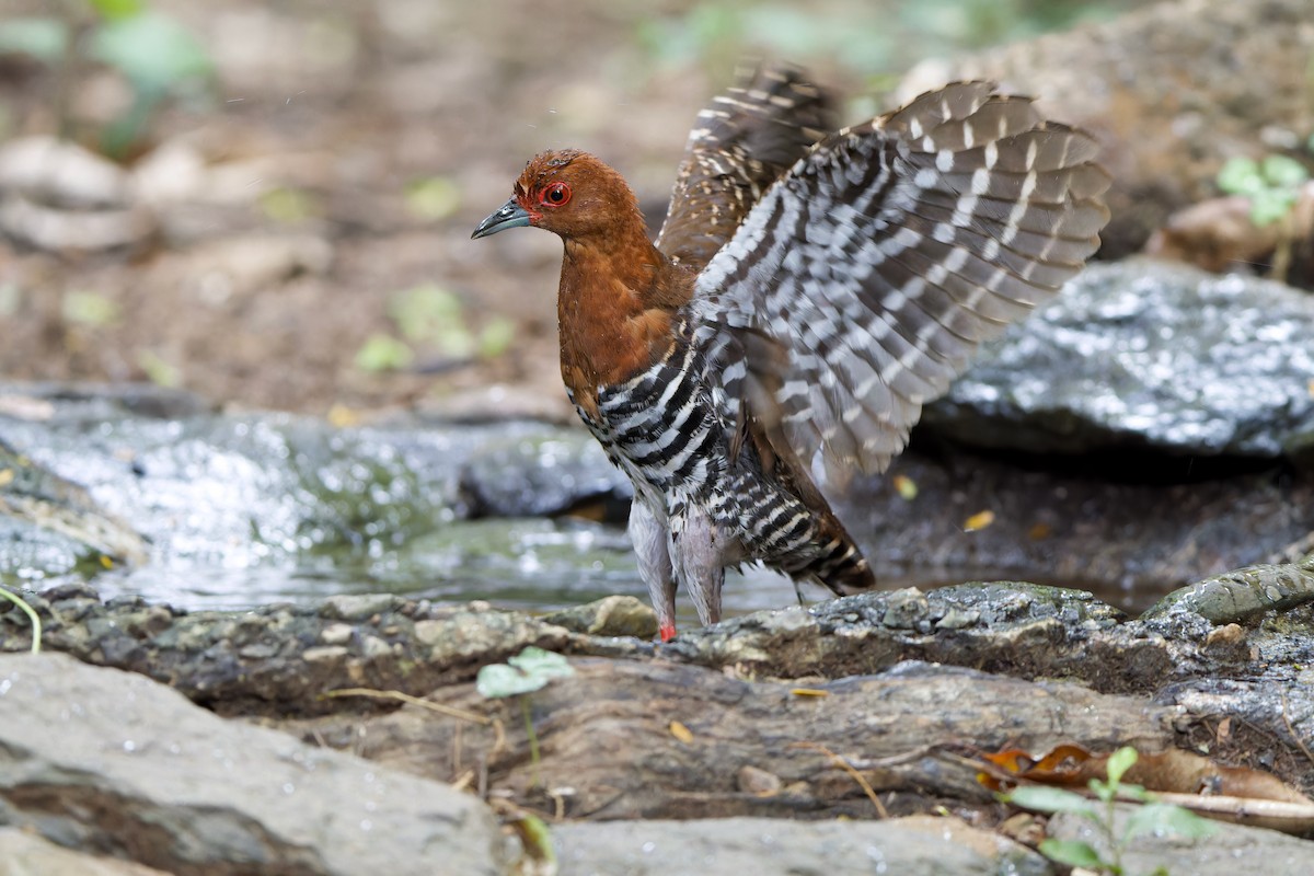 Red-legged Crake - Sam Hambly