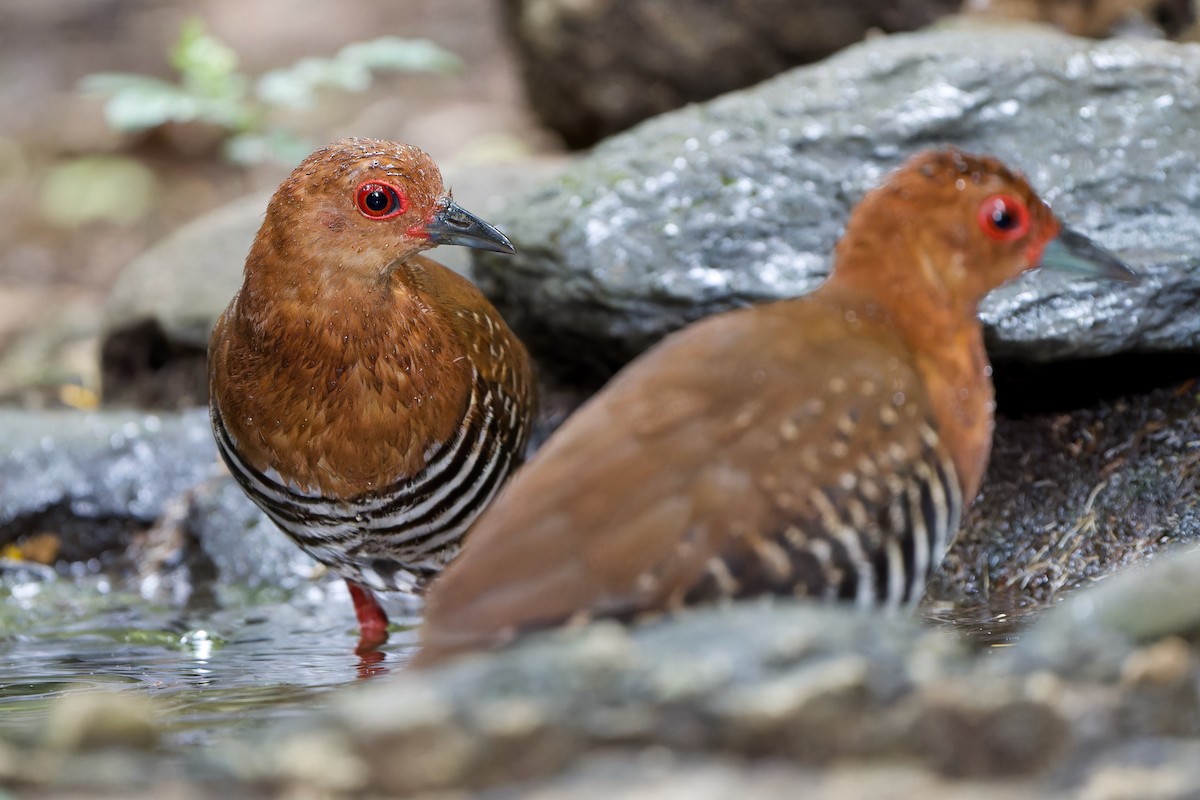 Red-legged Crake - Sam Hambly