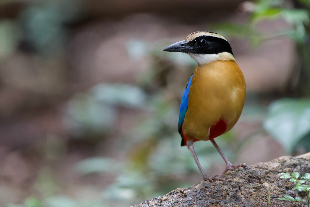 Blue-winged Pitta - Sam Hambly