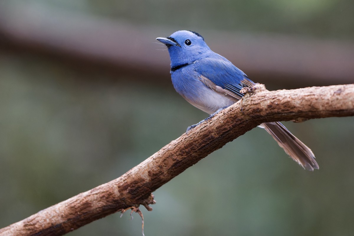 Black-naped Monarch - ML589408441