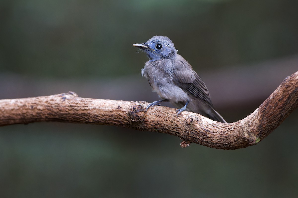 Black-naped Monarch - ML589408471