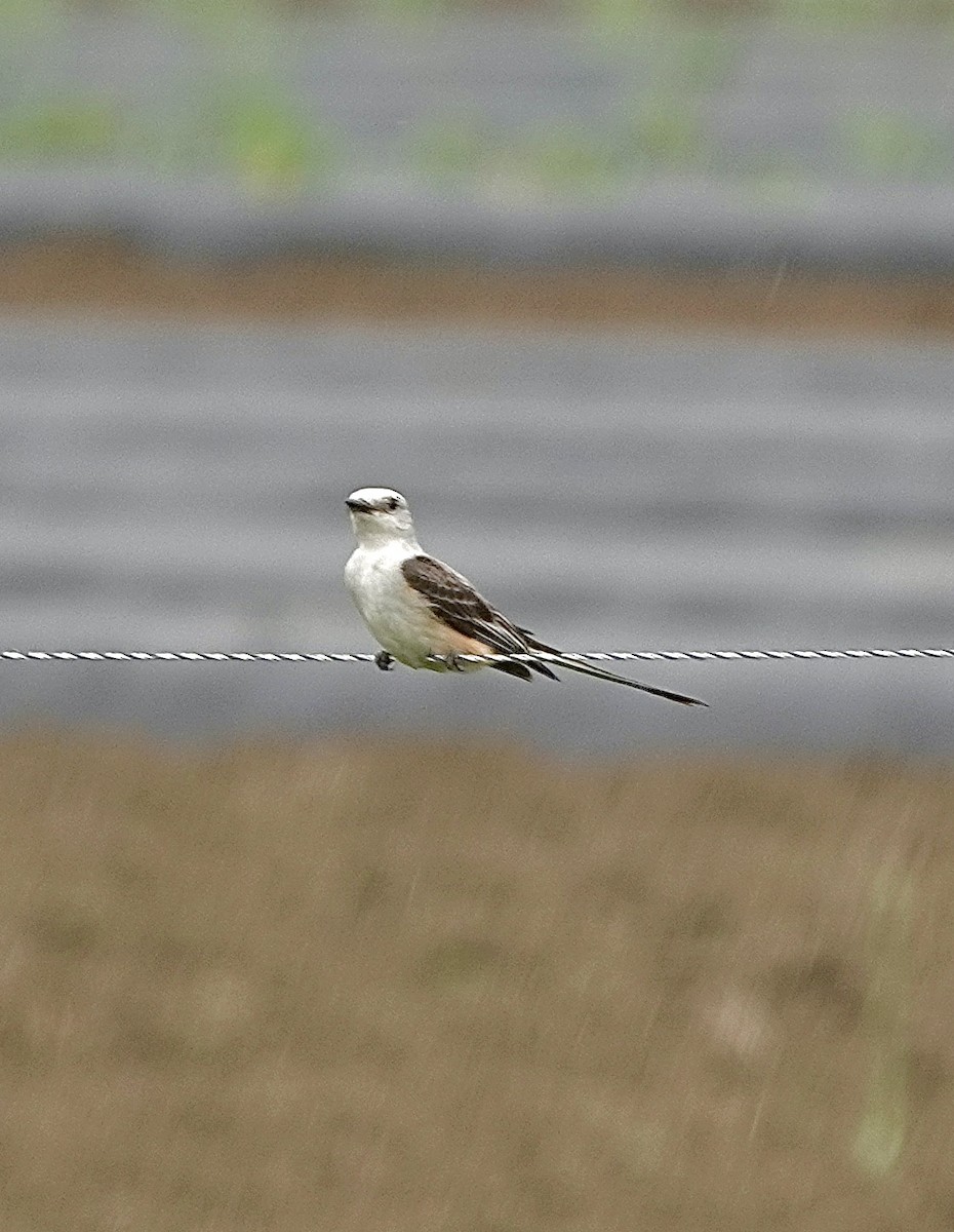 Scissor-tailed Flycatcher - ML589408511