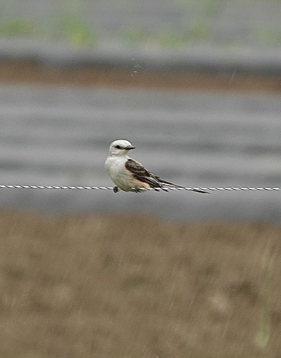 Scissor-tailed Flycatcher - ML589408521