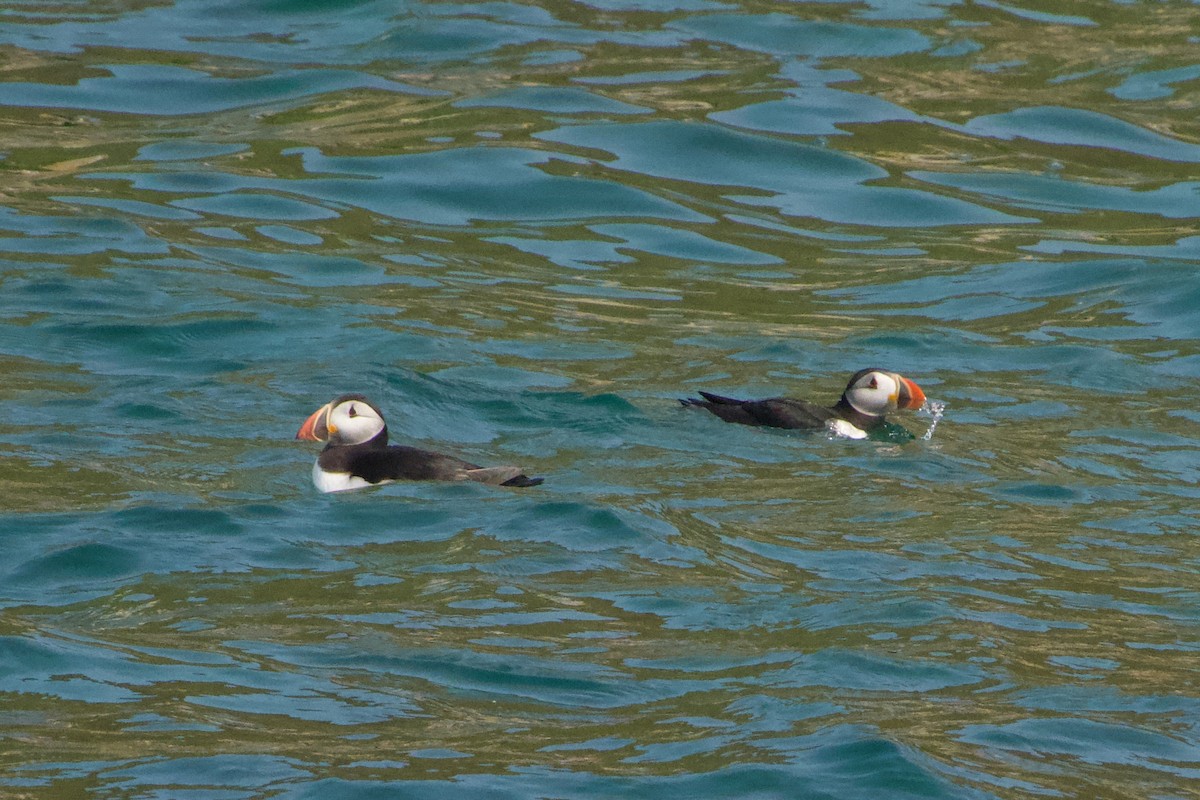 Atlantic Puffin - ML589408961