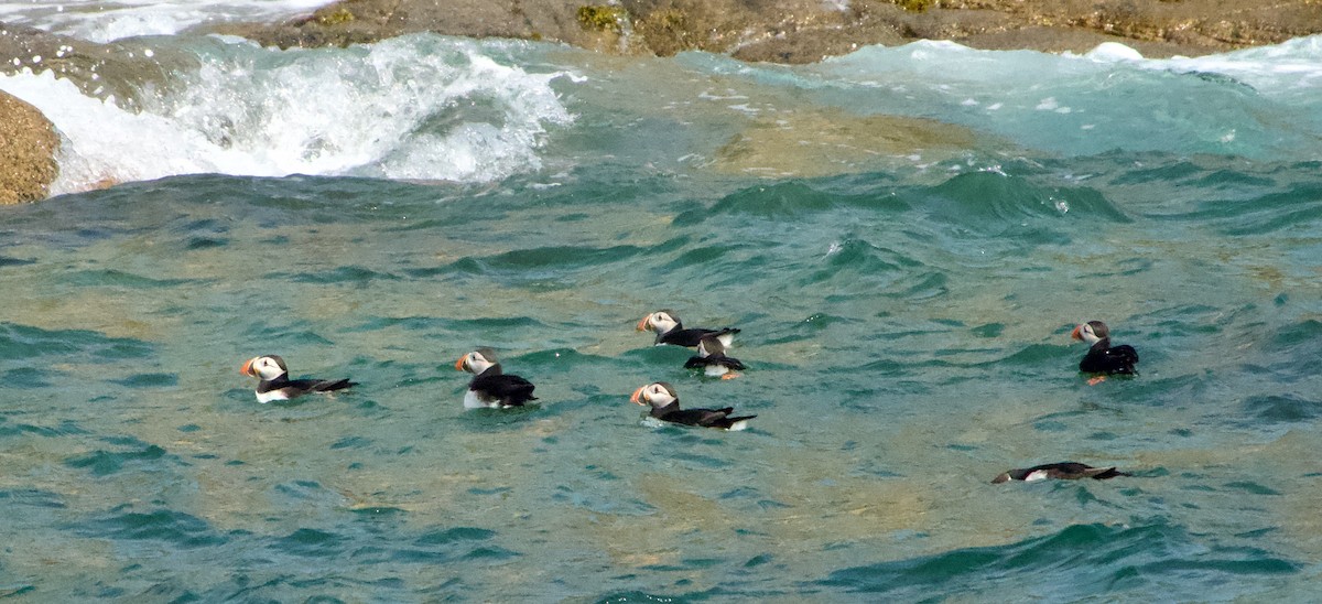 Atlantic Puffin - ML589409011