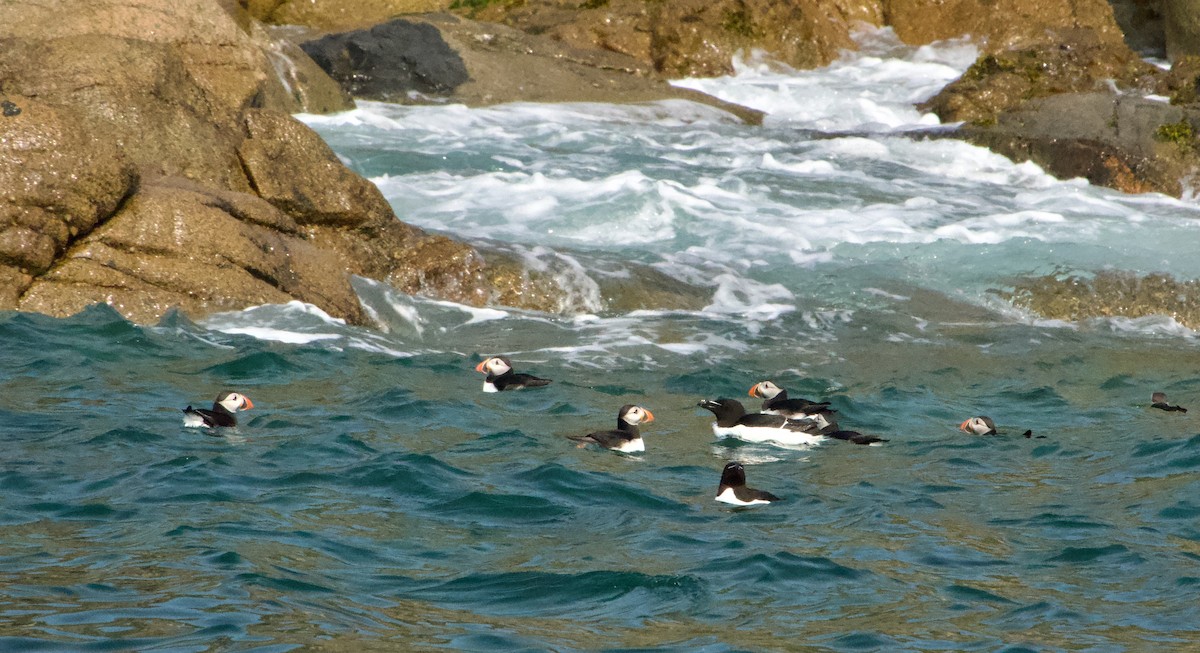 Atlantic Puffin - ML589409021