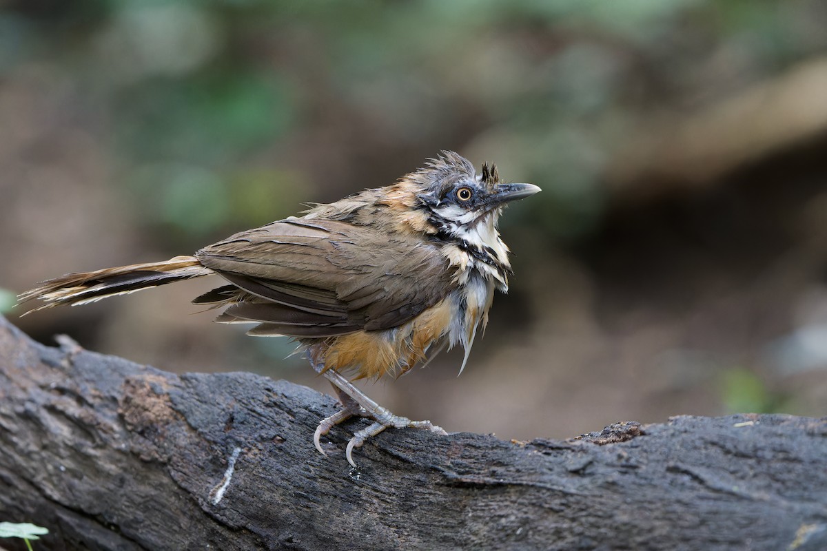 Lesser Necklaced Laughingthrush - ML589409401
